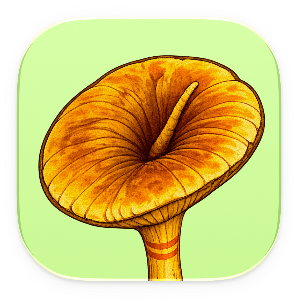 Pappies app icon